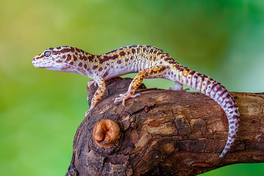 Leopard gecko