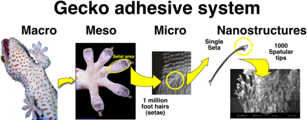 Details of gecko feet at various magnifications