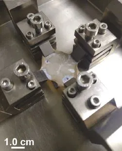 Hagfish sample mounted in planar biaxial test machine