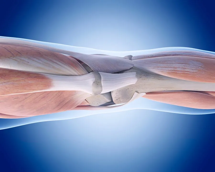 Knee joint illustration