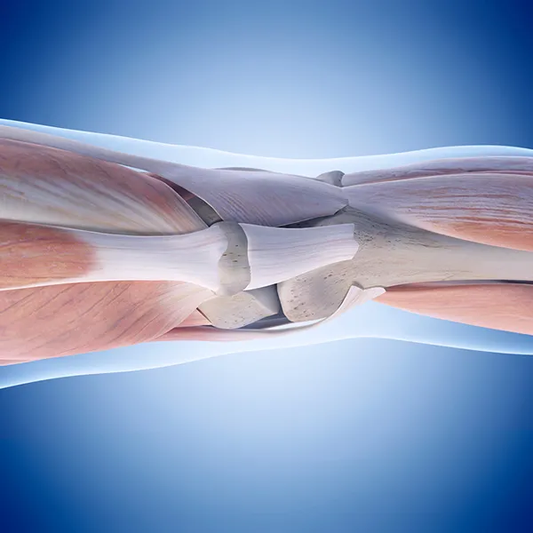 Tendons of the knee x-ray view