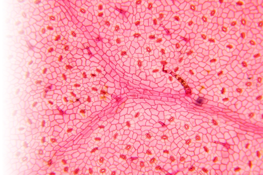 View of cells under microscope.